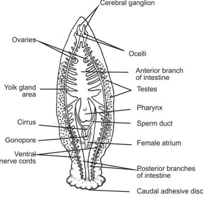  Bdelloura candida: Một loài giun dẹp sống trong môi trường nước ngọt mang lại nhiều điều thú vị!