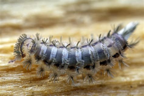  Bristle Millipede: An Underground Enigma With A Million Tiny Legs!