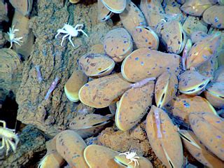  Caullerya Mesomyax! A Worm That Can Be Found Burrowing Deep into the Sand and Thriving Near Hydrothermal Vents