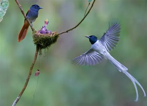  Chim Nhàn - Loài Chim Có Tiếng Hót Mê Hoặc Và Chuyền Bay Thật Ưu Đẹp!