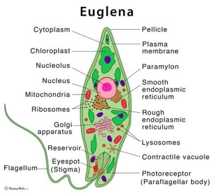  Euglena: Một Tế Bào Biến Hình Giỏi Múa Lướt Trong Nước và Chuyển Sang Sinh Sống Tự Do Khi Cần!