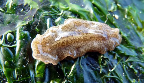  Heterochaetus! The Remarkable Flatworm That Thrives In Intertidal Waters And Navigates Its Surroundings With Extraordinary Sensory Abilities