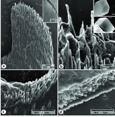  Neohippolyta: Its Colorful Spicules Make It A Delight To Dive For, But Be Careful Of Those Sharp Pointed Structures!