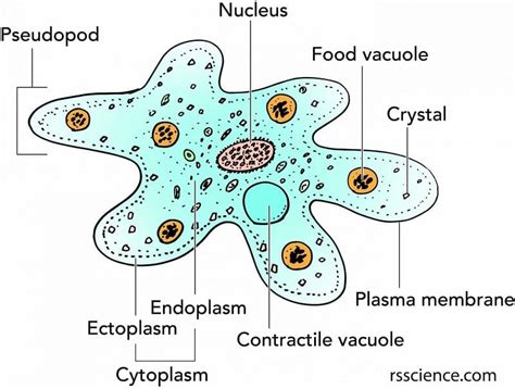  Proteus! The Remarkable Amoeba That Walks on Stilts Made of its Own Cytoplasm