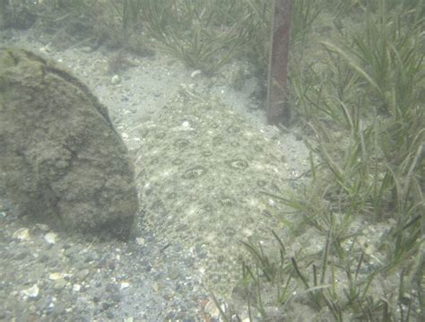  R Razor Clam: A Master of Camouflage That Thrives on Tidal Rhythms!