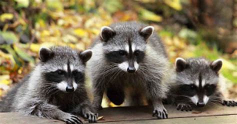  Raccoon - Con vật nhỏ bé với trí thông minh đáng kinh ngạc và những hành động ăn trộm tinh quái!