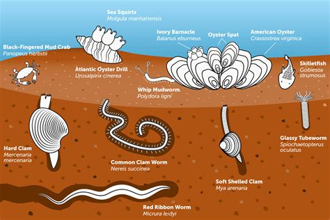  Rosalie Worm! A Creature That Crawls, Slides, And Thrives In Sediments Filled With Organic Matter