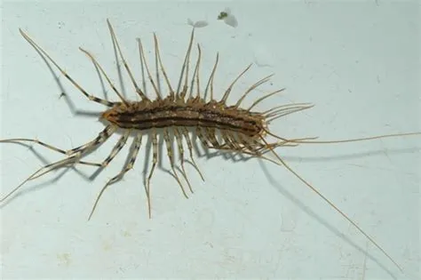  Woolly Millipede: A Fuzzy Friend Hiding in Your Backyard (and Maybe Under Your Couch!)