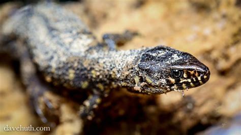  Yellow-Spotted Lizard: A Master of Camouflage with Scaly Armor that Protects Against Fierce Predators!