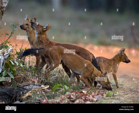  Dhole! A Sociable Hunter With Powerful Jaws That Rule the Jungle