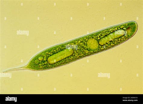  Euglena: Một sinh vật đơn bào kỳ lạ với khả năng quang hợp và khả năng di chuyển như một con quái thú nhỏ!