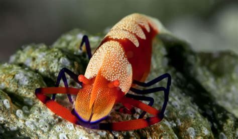  Jingle Shrimp: A Miniature Crustacean Wonder That's Small Enough to Dance on a Seashell!