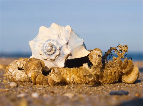  Knobbed Whelk: A Shellfish That Masters Camouflage and Underwater Architecture!