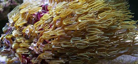  Organ Pipe Coral: A Majestic Creature Hiding Its Tentacles Like Tiny, Spiky Swords!