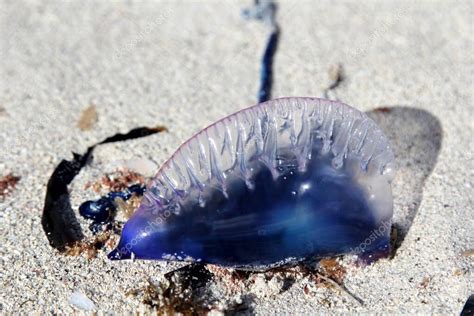  Physalia physalis: A Tiny Terror in the Open Ocean, Drifting Gracefully Yet Packed with Deadly Venom!