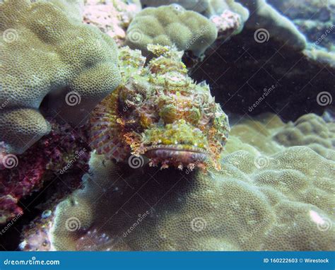  Quillfish! A Curious Fish With Spiky Armor Hiding In The Reefs