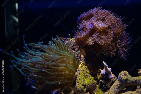  Quinoa Coral! A Polyp Wonderland With Tentacles That Glow Like Tiny Flashlights