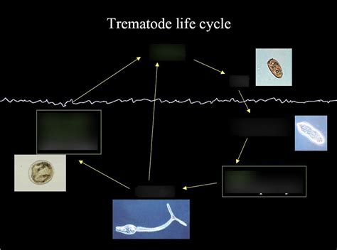  Quizzing Queenslander:  Unveiling the Secret Life of this Bizarre Trematode!