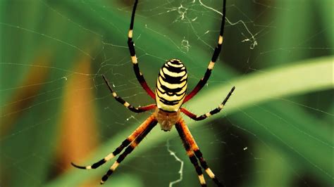  Troglobite Spiders: Masters Of Darkness And Weavers Of Intricate Underground Worlds!