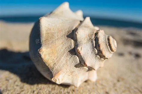  Whelk:  A Shell-Shocking Predator Lurking Beneath the Waves!