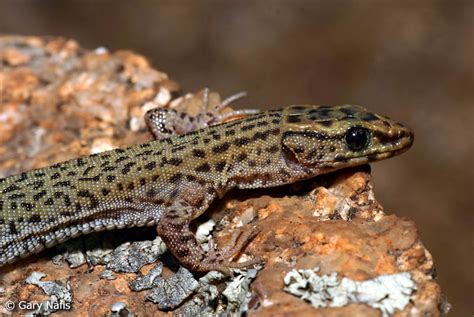  Xantusia! This Fascinating Lizard Species Exhibits A Truly Remarkable Combination Of Nocturnal Behaviors And Burrowing Adaptations