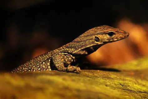  Yellow-Spotted Lizard: A Miniature Dragon Hiding Among Rocks With Shimmering Scales!